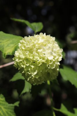 Viburnum opulus 'Roseum' - kalina obecná - květ